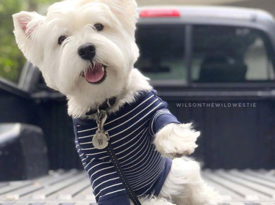 小狗Papi主人揭秘：西高地犬背后的温馨故事