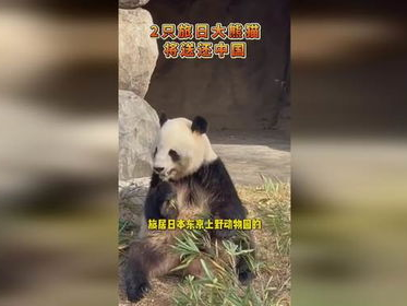 “中日友谊使者：两只旅日大熊猫即将归国团聚”
