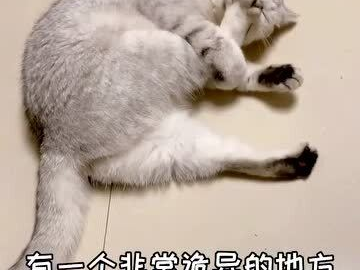 养猫人士的共同生活体验