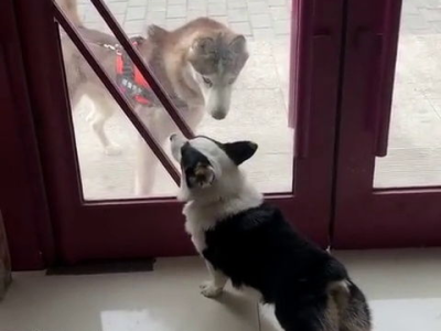 初遇傲骨雄风，小狗风采独领风骚