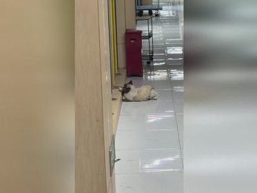 神秘布偶猫初露锋芒：一展捉鼠神技惊艳众人