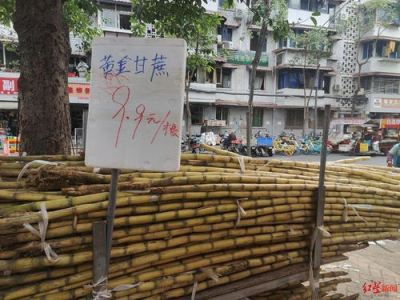成都甘蔗集中上市 价格下降约30%